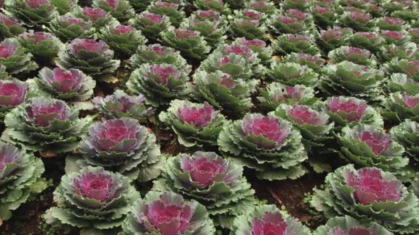 Flor de col decorativa en la estación agrícola real Doi Ang Khang en Chiang Mai, Tailandia . — Vídeo de stock