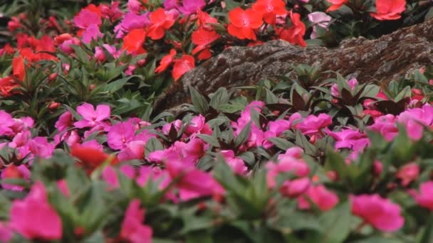 Blumen blühen an der Doi ang khang royal agricultural station, Thailand. — Stockvideo
