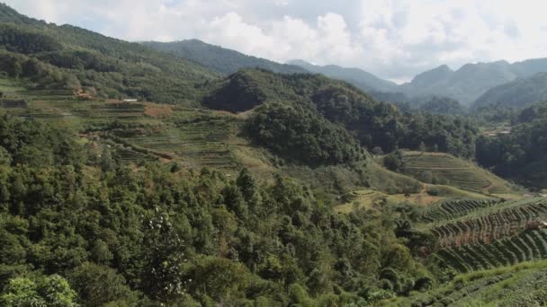 Vista para a plantação de chá em Chiang Mai, Tailândia . — Vídeo de Stock