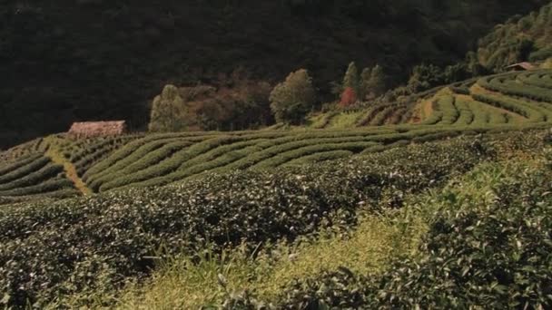 View to the tea plantation in Chiang Mai, Thailand. — Stock Video