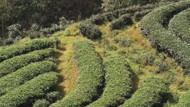 Переглянути чайні плантації в Чіанг травня, Таїланд. — стокове відео