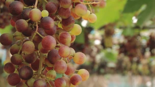 Вид на виноградную плантацию в Доймон-Джем Роял, Таиланд . — стоковое видео