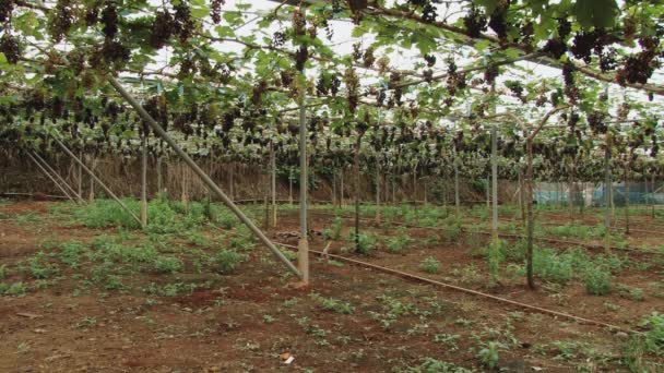 Met het oog op de druif plantage op Doi Mon Jam Royal Agricultural Station, Thailand. — Stockvideo