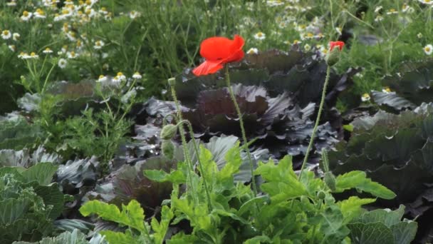 Fiori sbocciano alla stazione agricola reale Doi Mon Jam a Chiang Mai, Thailandia . — Video Stock