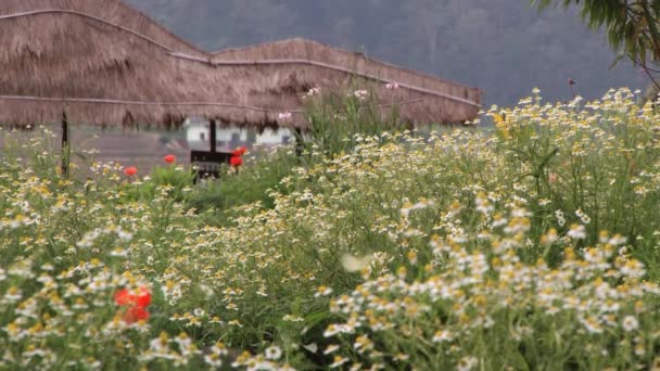 Tourists enjoy blossoming flowers at the Doi Mon Jam Royal Agricultural Station, Thailand. — Stock Video