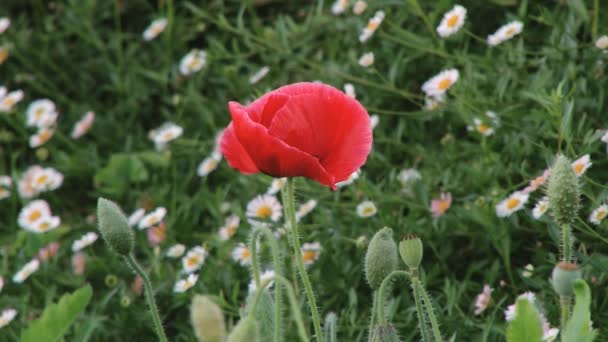 Fleurs fleurissent à la station agricole royale Doi Mon Jam à Chiang Mai, Thaïlande .