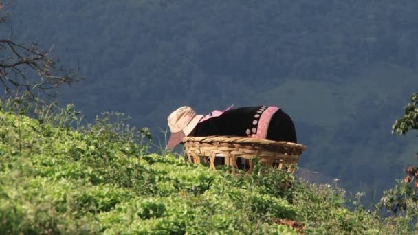 Mulher da tribo Mon Lai colina colhe legumes em Chiang Mai, Tailândia . — Vídeo de Stock