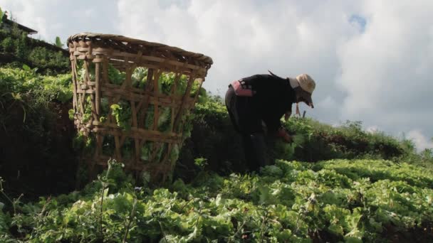 Woman from the Mon Lai hill tribe harvests vegetables in Chiang Mai, Thailand. — Stock Video