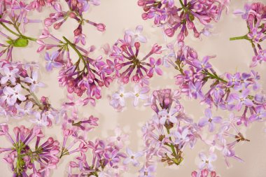 Beyaz seramik kase su üzerinde yüzen taze leylak çiçek yaprakları.