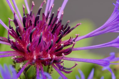 Peygamber Çiçeği (centaurea cyanus) yakından.