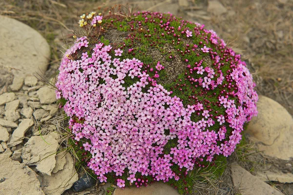 Purple saxifraga blossoms at the moss covering a stone in Longyearbyen, Spitzbergen, Norway. — Stock Photo, Image