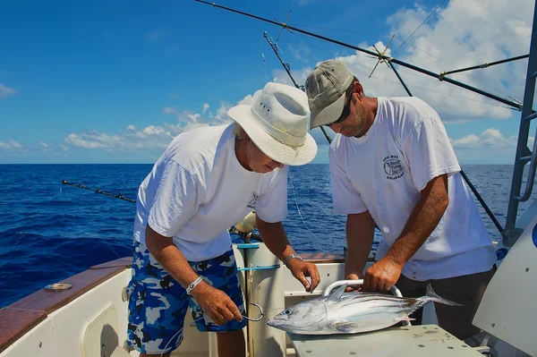 People fix tuna as a bait for marlin fishing, Reunion. 图库图片