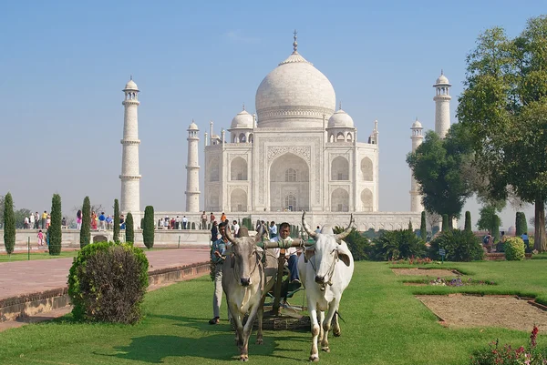 People cut grass with a bull ridden lawn mover at Taj Mahal in Agra, India. — Stock fotografie