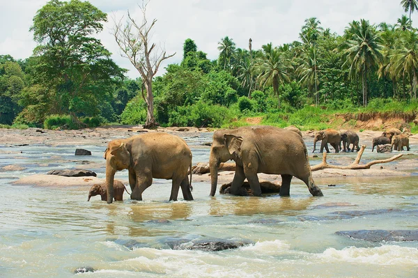 大象家庭跨河在斯里兰卡皮纳瓦拉. 免版税图库图片