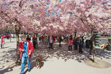 İnsanlar, Stockholm, İsveç'te Kungstradgarden çiçek açması kiraz ağaçlarının altında yürüyüş tadını çıkarın.