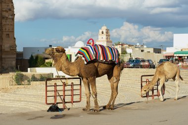 View to the camels standing next to the entrance to the El Djem amphitheater in El Djem, Tunisia.