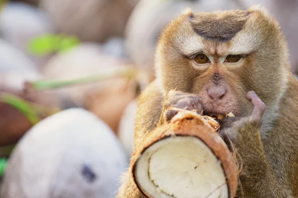 Monkey eats coconut at the coconut plantation at Koh Samui, Thailand. 图库图片