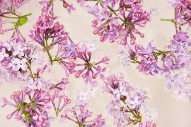 Beyaz seramik kase su üzerinde yüzen taze leylak çiçek yaprakları.