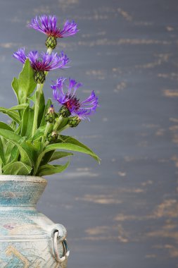 Peygamberçiçeği (centaurea cyanus) üzerinde mavi arka plan mavi vazosu.