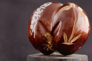 Seychelles sea's coconuts (coco de mer) - original souvenir from Seychelles. clipart