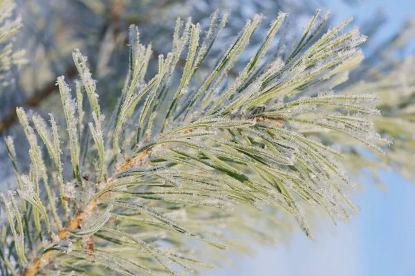 Ramo de pinheiro em um hoarfrost em um dia de inverno frio . — Fotografia de Stock