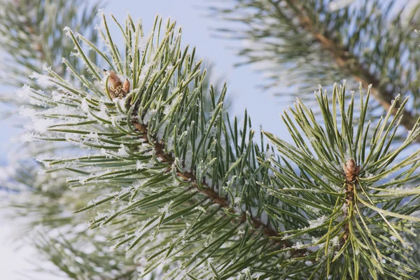 De vertakking van de beslissingsstructuur van Pine in een rijm op een koude winterdag. — Stockfoto