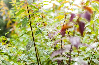 Damla yeşil yapraklar yaz makro parkında
