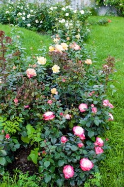 Parkta Bahçe/güneşli bir günde güzel pembe çiçekler (gül)