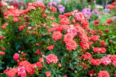 Parkta Bahçe/güneşli bir günde güzel pembe kırmızı çiçek gül