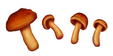 Kahverengi sarı mantar rusulla izole