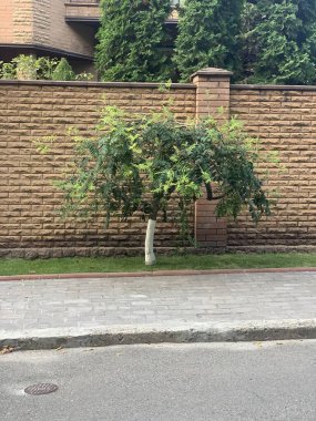 Sokakta Sorbus ağacı