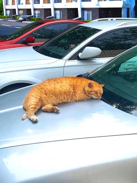 Красная Кошка Спит Машине — стоковое фото