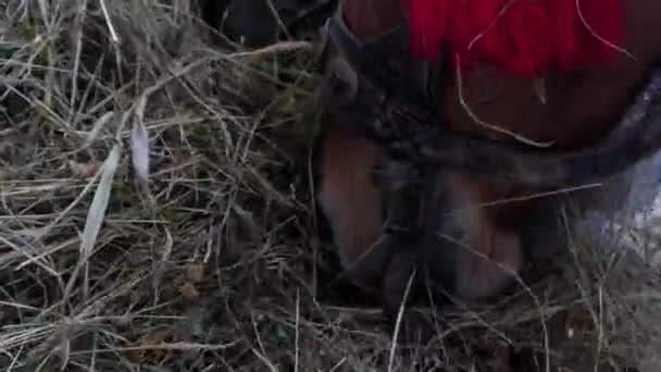 Dos hermosos caballos marrones están comiendo heno. Primer plano de la cara . — Vídeo de stock