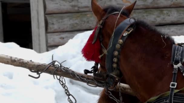 Beautiful shot of brown horse. Horse chews hay in real time. — Stock Video