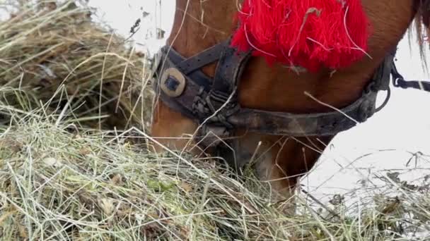 美丽拍摄的匹棕色的马。她嚼着干草在慢动作. — 图库视频影像