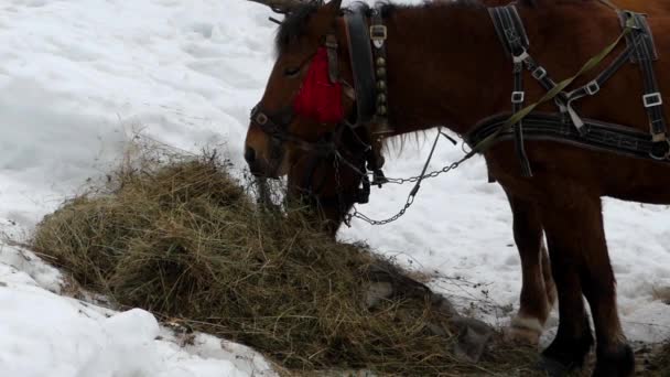 Mooi shot van bruin paard. Ze kauwt hooi in slow motion. — Stockvideo
