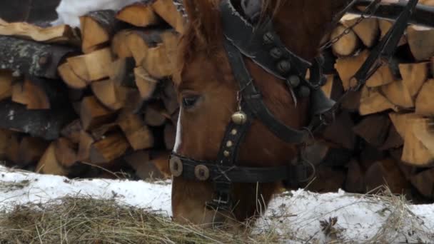 Piękna z bliska strzał brązowy koń. Głowa konia żuje siana. — Wideo stockowe