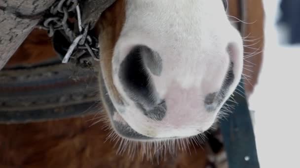 Las fosas nasales del caballo exhalan vapor en invierno. Primer plano corto . — Vídeo de stock