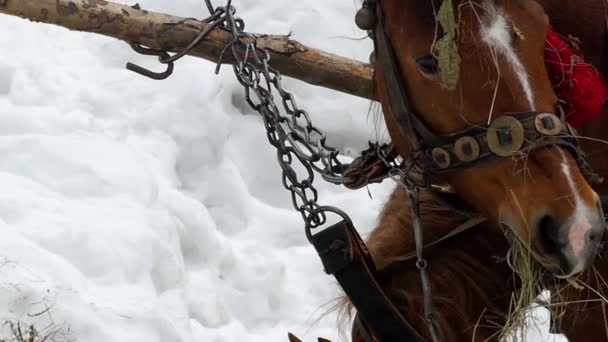 Belle photo de cheval brun. Elle mâche du foin au ralenti . — Video