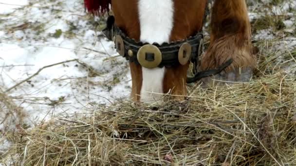 Beautiful close up shot of brown horse. Horse chews hay in real time. — Stock Video