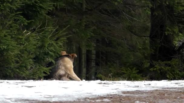 Der Hund im Winterwald, sitzt und kratzt sich das Ohr. — Stockvideo