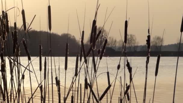 Juncos selvagens balançando ao vento no lago durante o pôr do sol. Belo tiro. . — Vídeo de Stock