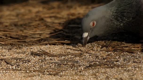 La testa di un piccione da vicino mangia semi di girasole al rallentatore . — Video Stock