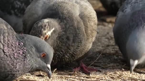 De snavel van een duif eet zaden in slow motion. — Stockvideo