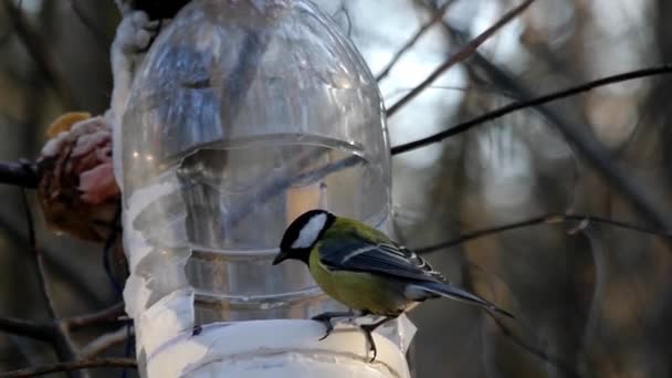 Titmouse fly into the bird feeder and fly away in slow motion. — Stock Video