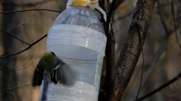 Birds fly into the bird feeder and fly away in slow motion. — Stock Video