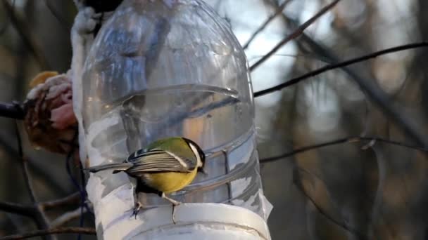 Birds fly into the bird feeder and fly away in slow motion. — Stock Video