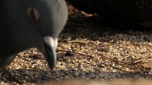 De snavel van een duif eet zaden in slow motion. — Stockvideo