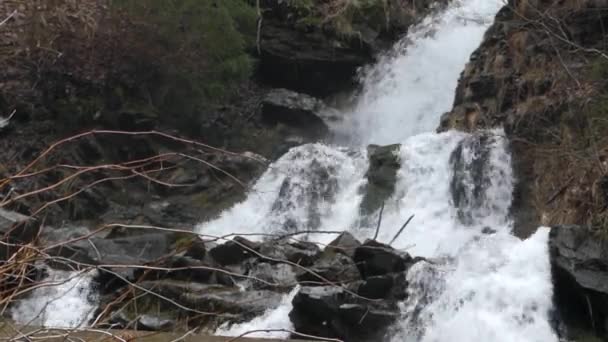 Cascade dans la forêt des Carpates . — Video