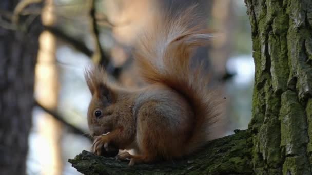 Red squirrel sits on tree and eats nuts. — Stock Video